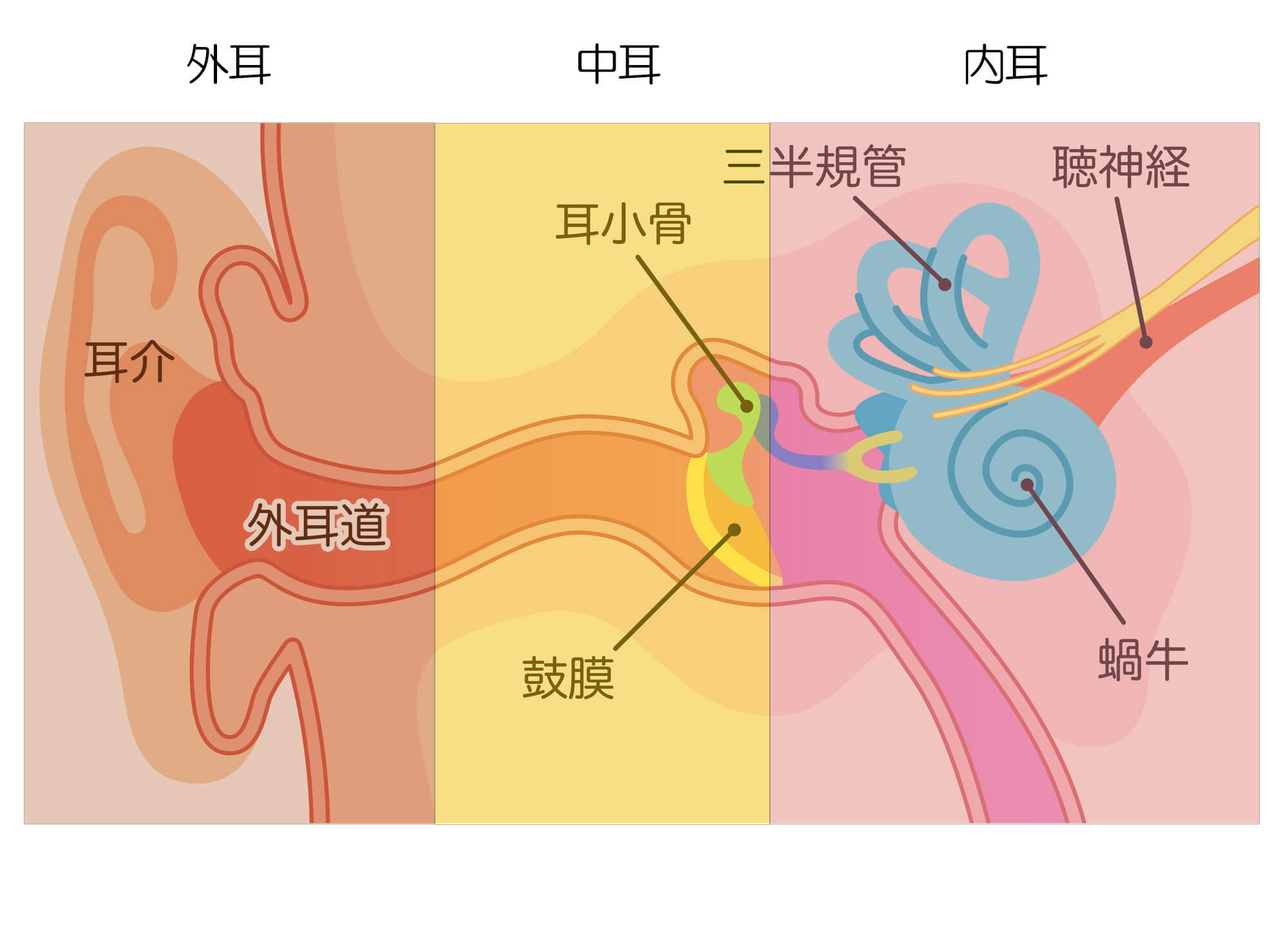 耳の構造